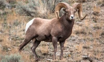colorado parks and wildlife pronghorn poacher investigation 2024