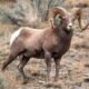 colorado parks and wildlife pronghorn poacher investigation 2024