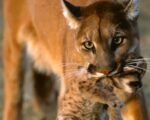 colorado trophy hunting ban ballot measure 2024