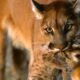 colorado trophy hunting ban ballot measure 2024