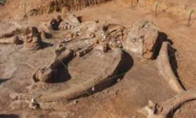 columbian mammoth bones discovered in texas