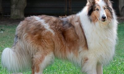 dog reunited with family after two years in colorado springs