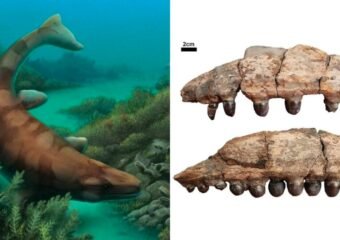 fossil hunters discover jaw bones of globidens alabamaensis in texas
