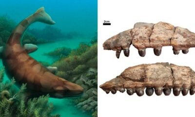 fossil hunters discover jaw bones of globidens alabamaensis in texas