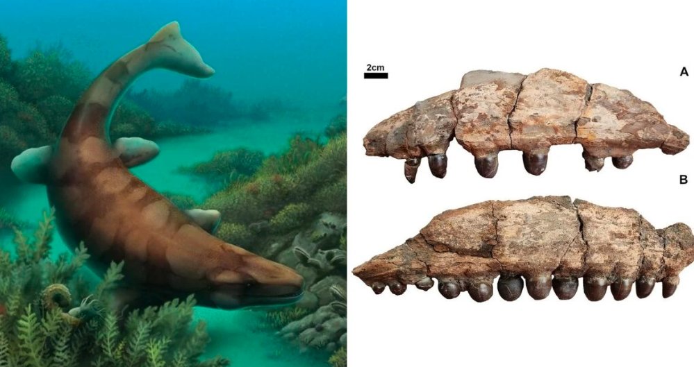 fossil hunters discover jaw bones of globidens alabamaensis in texas