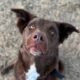 grand rivers pet of the week saul dog