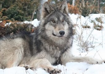 gray wolves reintroduction Colorado Canada