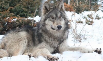 gray wolves reintroduction Colorado Canada