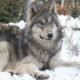 gray wolves reintroduction Colorado Canada