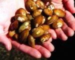 invasive zebra mussels in colorado river