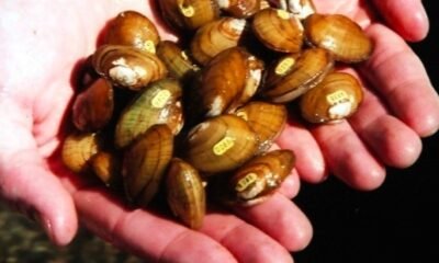 invasive zebra mussels in colorado river