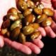invasive zebra mussels in colorado river