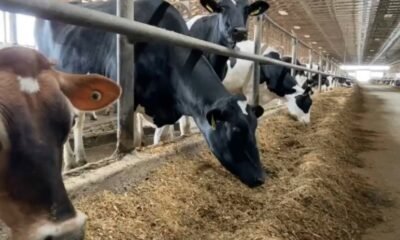 kuehnert dairy farm fall festival 2024