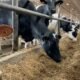 kuehnert dairy farm fall festival 2024