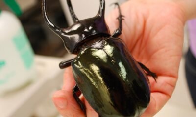 mesa county japanese beetle eradication efforts