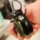 mesa county japanese beetle eradication efforts