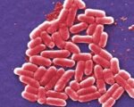 E. Coli Outbreak in Mesa County