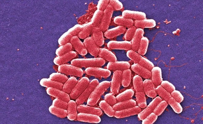 E. Coli Outbreak in Mesa County 