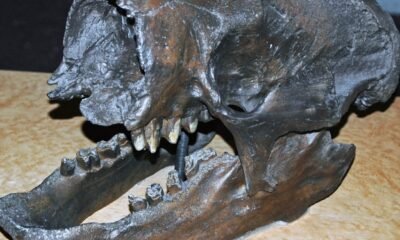Fossils of Swamp-Dwelling Mammals