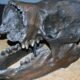 Fossils of Swamp-Dwelling Mammals