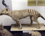 Tasmanian Tiger from Extinction