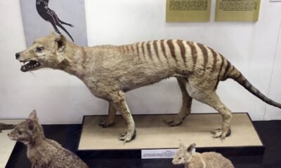 Tasmanian Tiger from Extinction