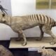 Tasmanian Tiger from Extinction