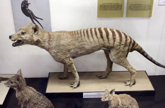  Tasmanian Tiger from Extinction