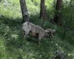 black-canyon-bighorn-sheep-research-gunnison-colorado