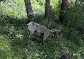 black-canyon-bighorn-sheep-research-gunnison-colorado