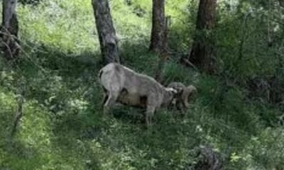 black-canyon-bighorn-sheep-research-gunnison-colorado