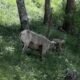 black-canyon-bighorn-sheep-research-gunnison-colorado