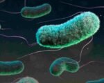 e-coli-outbreak-colorado-health-officials