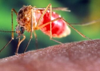 west nile virus mosquito