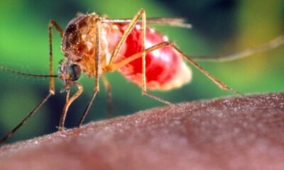 west nile virus mosquito