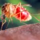 west nile virus mosquito