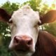 CDC bird flu outbreak dairy workers Michigan Colorado