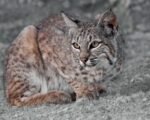 Colorado mountain lion bobcat lynx hunting ban petition