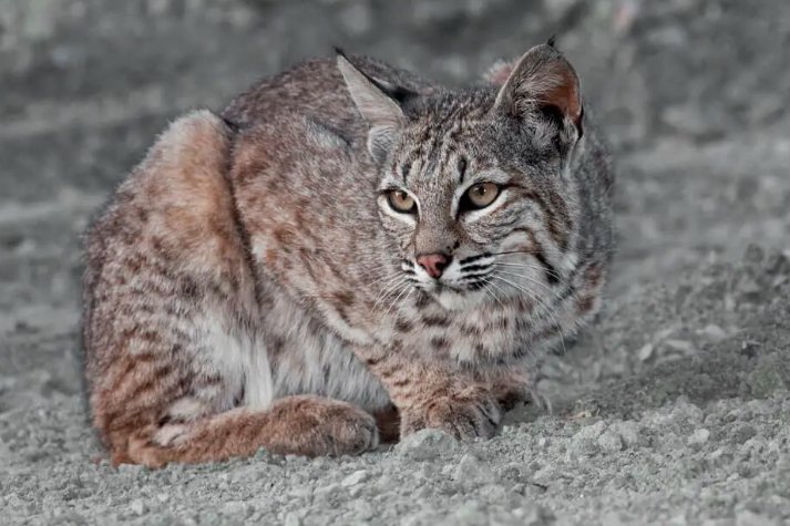 Colorado mountain lion bobcat lynx hunting ban petition