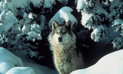 Colorado wolf reintroduction meeting ranchers