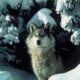 Colorado wolf reintroduction meeting ranchers