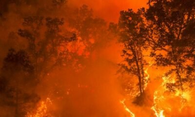 Mesa Colorado wildfire prevention fuel treatment