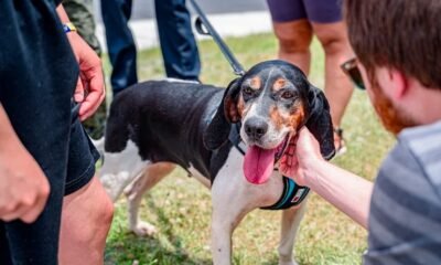 Mesa County Animal Services