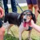 Mesa County Animal Services