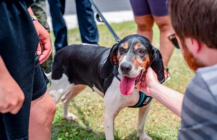 Mesa County Animal Services