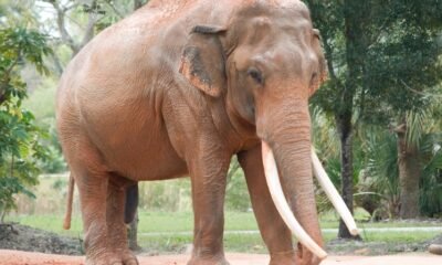 Rhinos and Elephant-Like Creatures Roamed Texas
