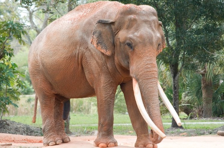 Rhinos and Elephant-Like Creatures Roamed Texas