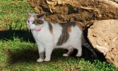 Saber-toothed kitten mummy