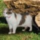 Saber-toothed kitten mummy