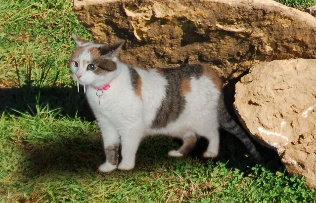 Saber-toothed kitten mummy